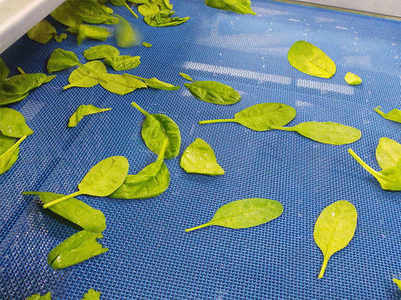 polyester plain screen for food washing (1).png